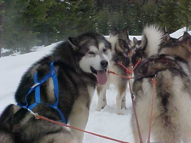 Mcguire on his first Sled outting